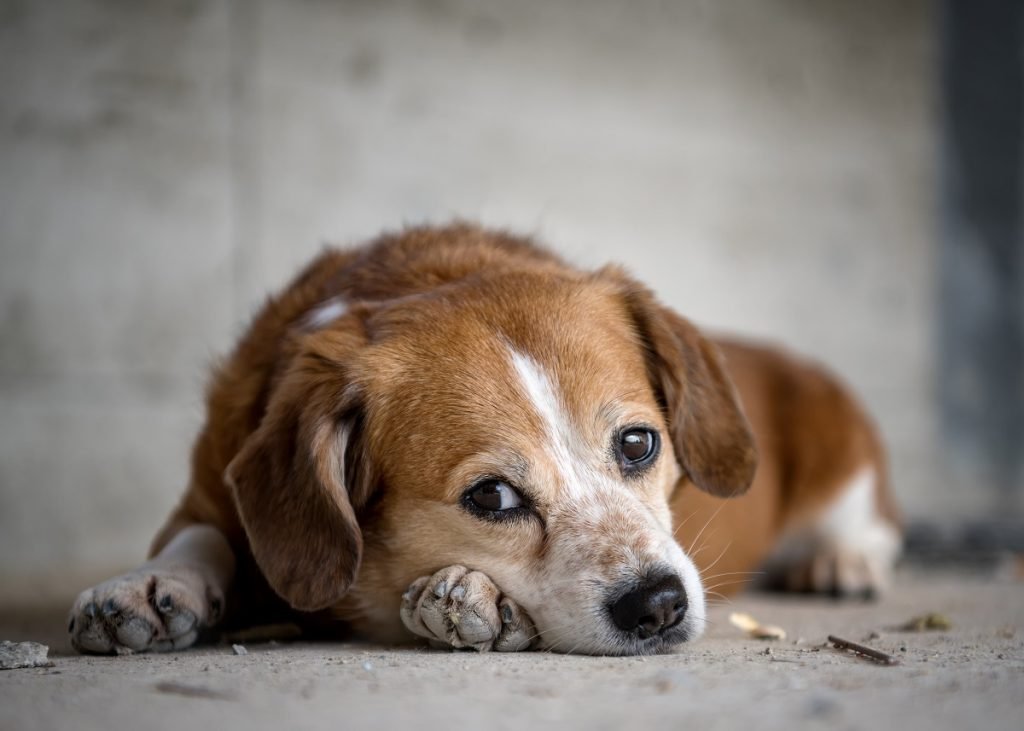Das neue Tierheim ist bald bezugsbereit