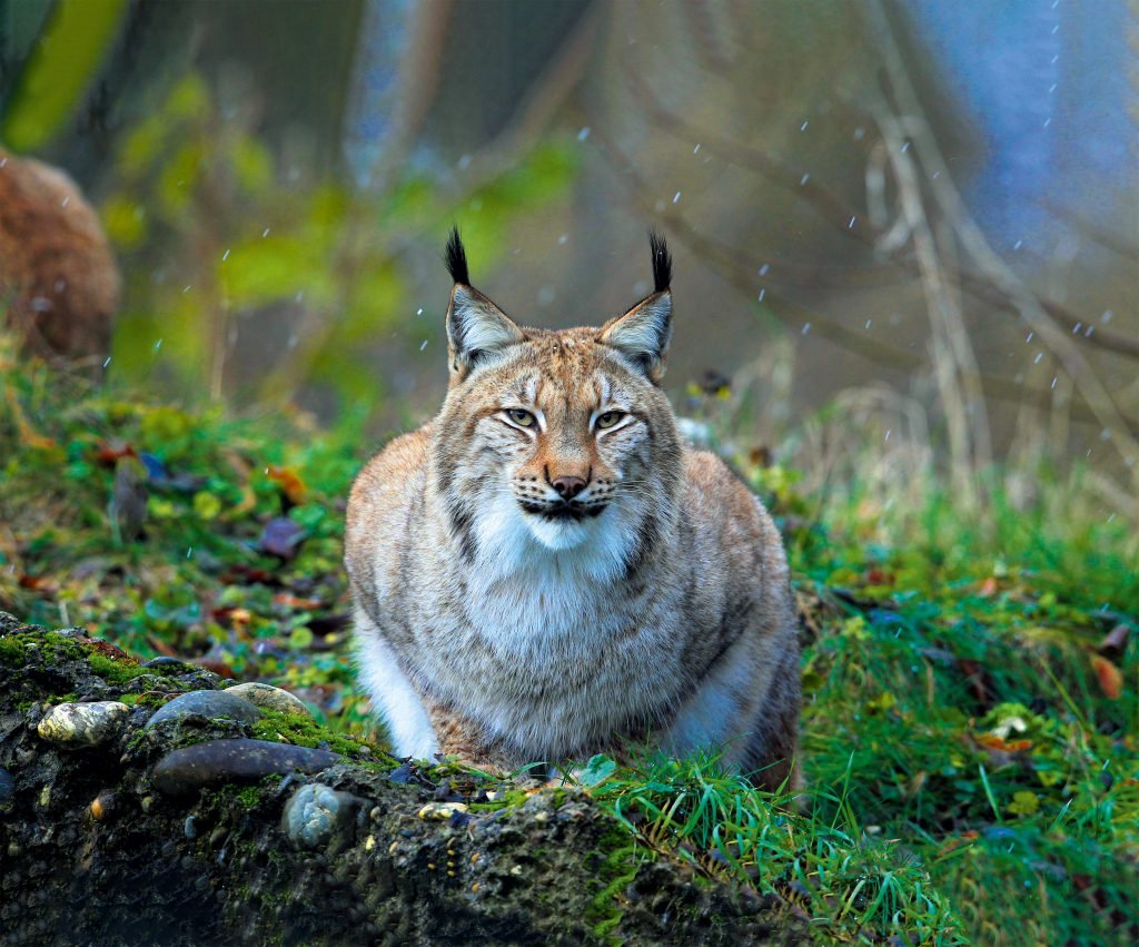 Gratis in Basels ältesten Zoo Luchs